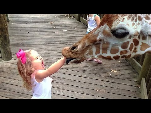 Adorable Babies Meeting Animals in Zoo and Village - Funniest Home Videos