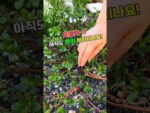 쇠비름 #마치현 #오행채 #장생초 #쇠비름효능 #오메가3 #알파리놀렌산 #항산화 #혈관건강 #야생나물 #산야초 #야생약초 #전통약초 #쇠비름나물