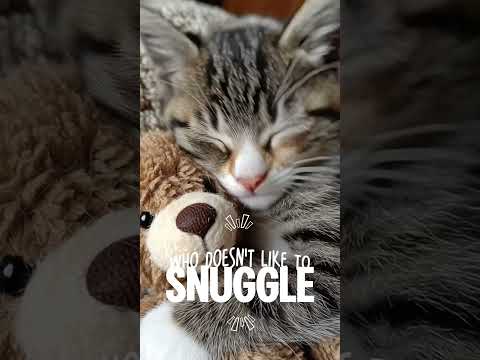 Cat Snuggles His Best Friend 🐱🧸 | The Softest Love Story
