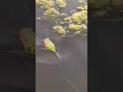 Lure softfrog langsung Ditelan #casting #fishing #shorts