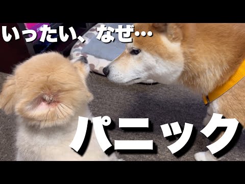 柴犬の行動に驚愕。初めて見せた行動に言葉を失うほどのパニックに