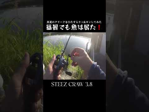 猛暑でも遊んでくれる魚に感謝❗️#short #bassfishing #バス釣り #おかっぱり #佐賀クリーク#右巻き大好き