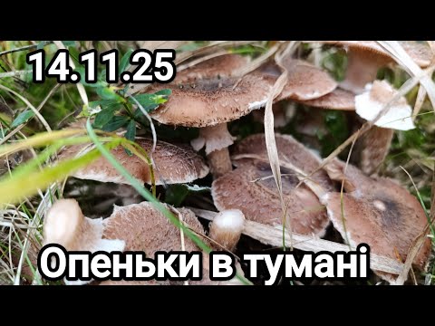 14.11.25. Туманний ліс, опеньки, строчки. Покищо можна щось знайти.