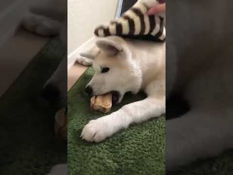 #akitainu 警戒心強めな秋田犬