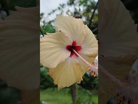 गुड़हल का फूल 🌺🌺🌺#shorts# ytshort#trending #