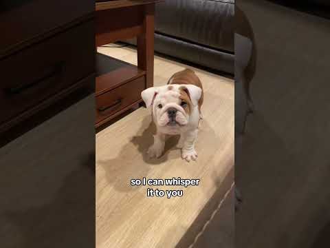 Funny and cute dogs compilation#funnydogs#cute#doglover#doglife#cure#dogshorts#pet#doglife#dogshorts