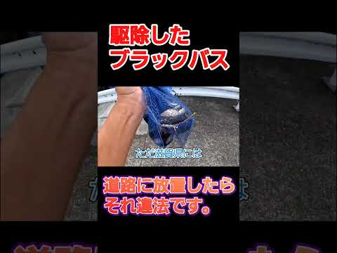 #ガサガサ#滋賀県#琵琶湖#ブラックバス釣り#外来種駆除#ブラックバス回収ボックス
