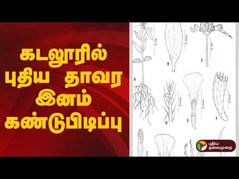 கடலூரில் புதிய தாவர இனம் கண்டுபிடிப்பு | Cuddalore