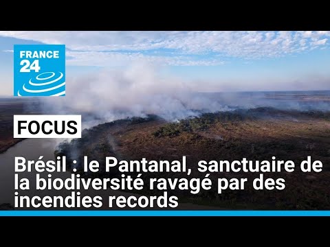 Brésil : le Pantanal, sanctuaire de la biodiversité ravagé par des incendies records • FRANCE 24