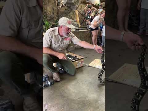 Unboxing a Black & White Gaboon Viper! 🐍⚠️ Follow Me Here!!

Meet Me Here_ https_//linktr.ee/thereptilezoo
Facebook_ https_//www.facebook.com/p