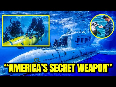 Everyone Laughed At America’s “Dolphin Army”, Truth Will STUN You