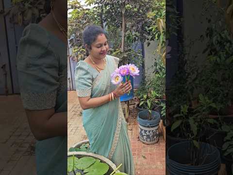 australian <strong>water</strong> lillies harvesting #waterlily #lotus #flowers #mygarden #gardening #<strong>shorts</strong>