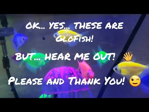 GloFish - And why I don't hate them --- My GloTetr A look at my Glofish Tetras, and information about why I love these majestic creatures and think the