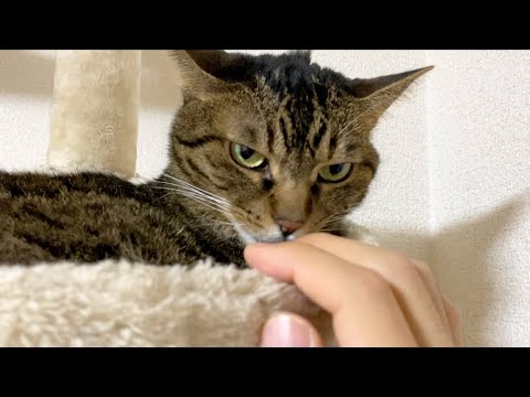 飼い主の臭すぎる手の匂いを嗅いだ猫がとった行動が...