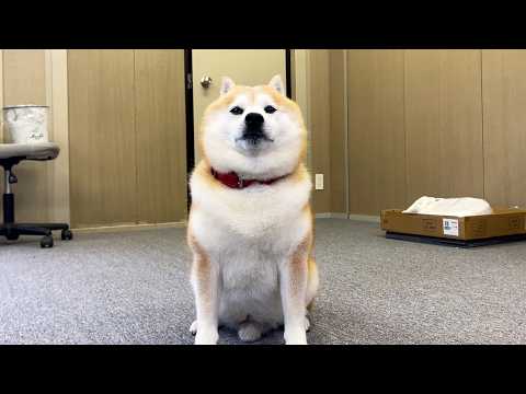 らんまるの座ってエヘエヘしながらしゃっくりする瞬間 サムネイル