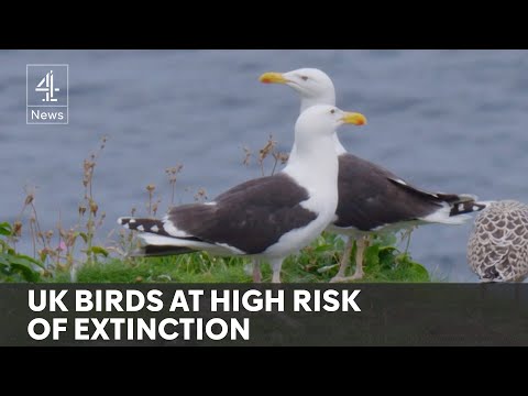 More UK bird species at risk of extinction, says Red List