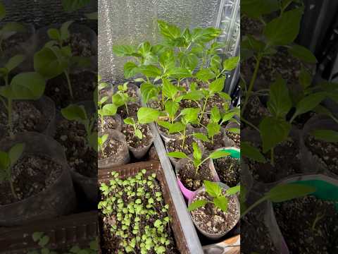 Рассада больше не будет вытягиваться если применить эти советы #сад #дача #рассада #огород #растения