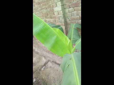  چھوٹے سے کیلے کے درخت پر اتنا پھل لوگ حیران ہیں یہ کیا ماجرا ہے 😯😯😯😯