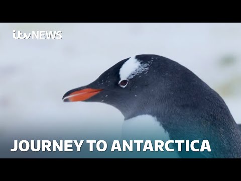 Behind the scenes in Antarctica | ITV News