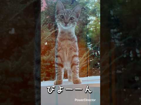 もちみたいにのびーーる野良子猫ちゃん🐱　#cat #野良猫 #子猫