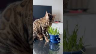 夢中で猫草を食べる猫【ベンガル猫】