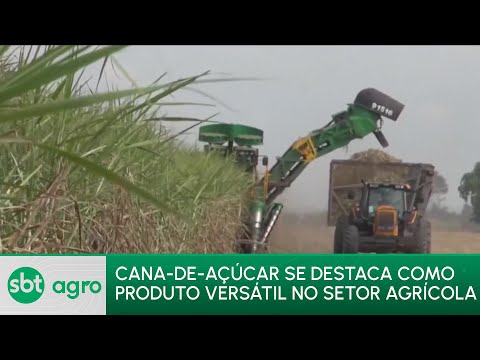 SBT Agro 15/01/24: Cana-de-açúcar ganha relevância no cenário agrícola brasileiro