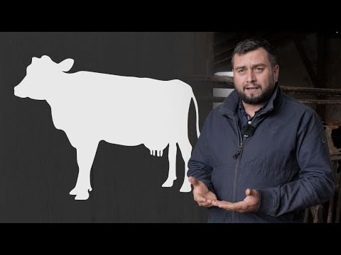 O nouă rasă de vaci în România: Vaca de subvenție!