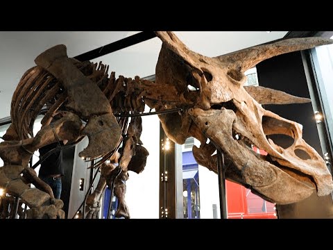 Le plus grand tricératops au monde exposé à Paris avant d’être vendu aux enchères