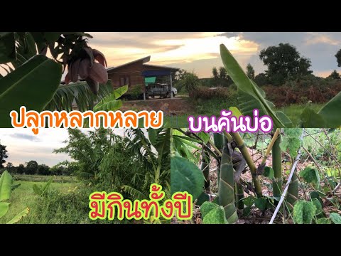 ปลูกพืชผสมผสานบนคันบ่อ..6เดือน ปลูกพืชผสมผสานบนคันบ่อ..6เดือน