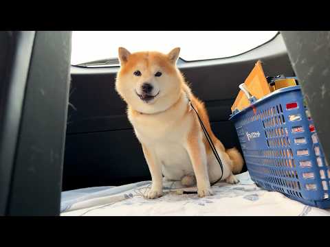 車酔いの攻略法を思いつき、余裕の笑みを浮かべる柴犬