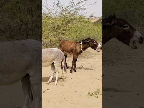 Sound #youtube #trending #ghadha