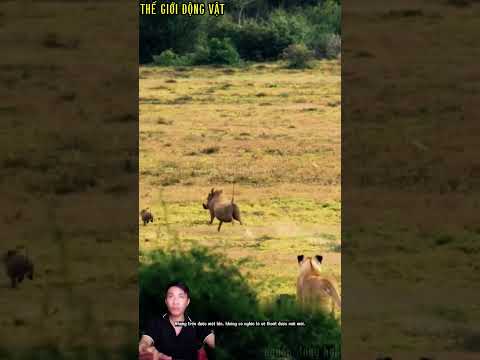 heo rừng vừa ló đầu ra đã bị sư tử tóm gọn.