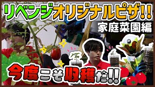 【リベンジ】ついに成功！ミニトマト＆バジル栽培！【ピザ作り】