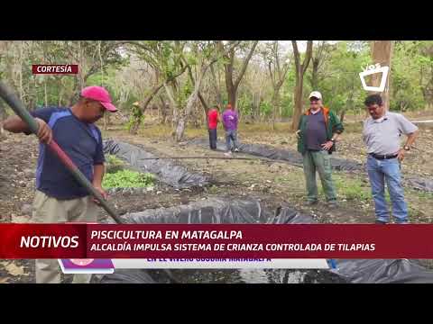 Piscicultura en Matagalpa: el sistema impulsa la crianza de tilapia