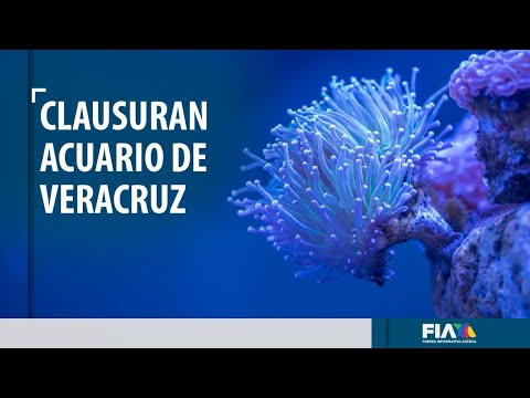 Clausuran el acuario de Veracruz... ¡Por una fiesta ocurrida en el 2019!