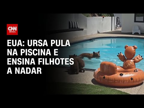 ​EUA: ursa pula na piscina e ensina filhotes a nadar | LIVE CNN