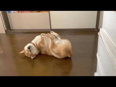 柴犬りんご郎 Shiba Inu Ringoroの最新動画 Youtubeランキング