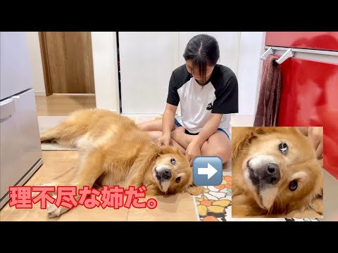 何度拒否してもリボンを付けにくる姉に、マジでうんざりする大型犬クッキー【ゴールデンレトリバーとミニチュアダックスフンド】