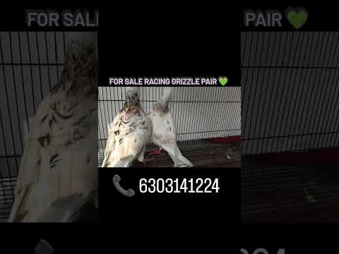 hihello welcome to @air_brothers_loft_gtl FOR SALE RACING GRIZZLE PAIR 💚🕊️📞 6303141224📍 Guntakal