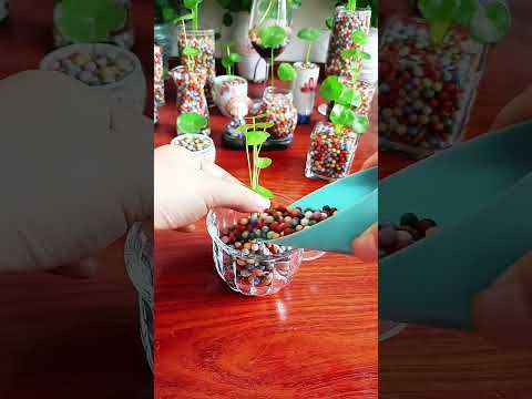 The dark green vase looks great with the pennywort! The leaves are like mini lotus leaves.