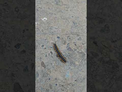 किसान के मित्र है ये जीव कृपया इन्हे बचाने का प्रयास करे #farming #farmer #trending #village #vlog