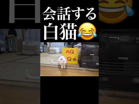 【会話成立？】飼い主の言葉をすべて理解して言い返す白猫🐈　 #猫のいる暮らし #保護猫 #猫