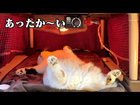 寒いっ！こたつの中でくつろぐ猫たち