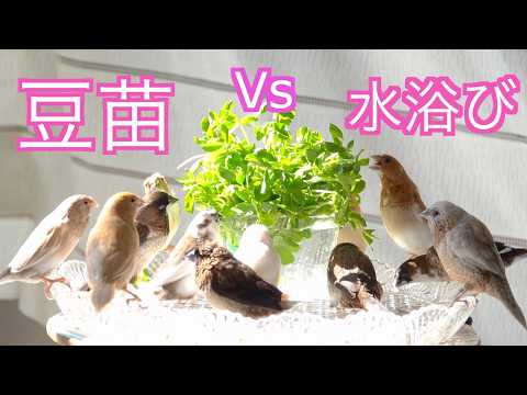 【ジュウシマツの幼鳥】勝つのどっち?すくすくルルちゃん豆苗&女子カゴデビューପ( ๑•ᴗ•๑)ଓ Which will the birds choose: pea sprouts or a bath?