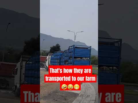 #shortsfeed #shortsvideo #wildlife #nature #shortsbeta #shorts #nature#shortsviral #viralshorts #cow