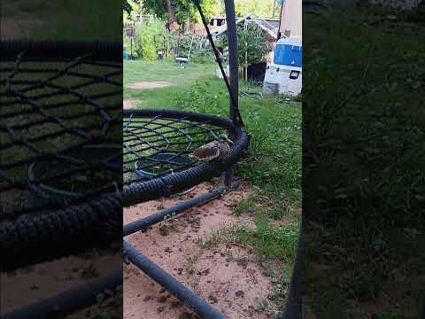 little dove just swinging away 