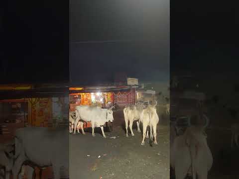 बारिश प्लस गौ माता मौसम  बहुत ही सुंदर नजारा प्रकृति का #vrindavan #गौमाता #श्रीकृष्ण #लड्डूगोपाल 🙏🚩