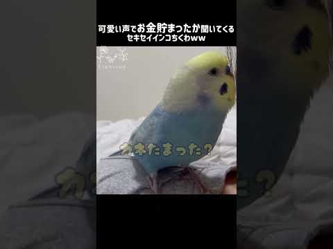 お金のことが気になるちくわw #セキセイインコ #セキセイインコちくわ #ちくわ #パステルレインボー #男の子 #ちくわちゃんねる #4歳 #お喋り