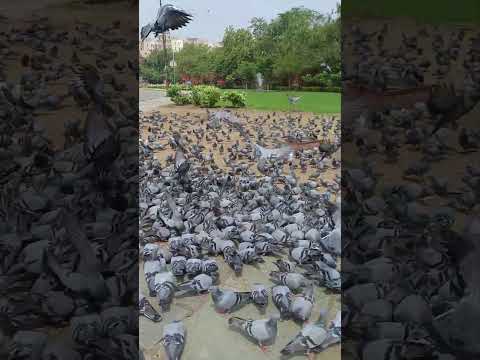 #love #pigeon #pigeonlover #pigeons #like #shere #support #suscribe #ytshorts #youtube #fun #jaipur