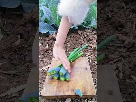 Collecting Alocasia Macrorrhiza Seeds
